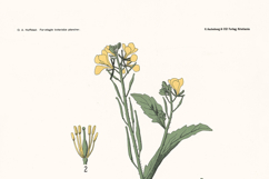 20 Pleasant Old Swedish Botanical Restored Images Product Image 3