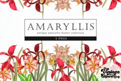 Amaryllis Vintage Floral Botanical Clip Art Product Image 1