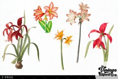 Amaryllis Vintage Floral Botanical Clip Art Product Image 2