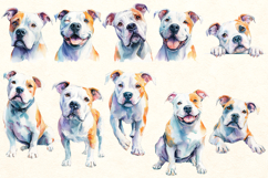 American Bulldog PNG Bundle | Watercolor Dog Clipart Product Image 2
