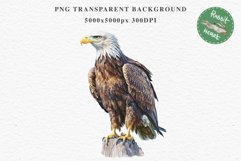 American Eagle Birds Clipart Savanna PNG Forest Animals Art Scrapbooking Image Watercolor Transparent Print invitation t-shirt designs sublimation printable  watercolor cute American Eagle, Safari birds bird clipart, sublimation nursery drawing Savanna