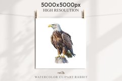 American Eagle Birds Clipart Savanna PNG Forest Animals Art Scrapbooking Image Watercolor Transparent Print invitation t-shirt designs sublimation printable  watercolor cute American Eagle, Safari birds bird clipart, sublimation nursery drawing Savanna