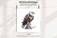 American Eagle Birds Clipart Savanna PNG Forest Animals Art Scrapbooking Image Watercolor Transparent Print invitation t-shirt designs sublimation printable  watercolor cute American Eagle, Safari birds bird clipart, sublimation nursery drawing Savanna