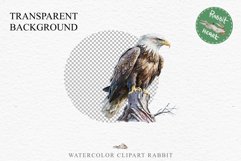 American Eagle Birds Clipart Savanna PNG Forest Animals Art Scrapbooking Image Watercolor Transparent Print invitation t-shirt designs sublimation printable  watercolor cute American Eagle, Safari birds bird clipart, sublimation nursery drawing Savanna