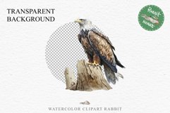 American Eagle Birds Clipart Savanna PNG Forest Animals Art Scrapbooking Image Watercolor Transparent Print invitation t-shirt designs sublimation printable  watercolor cute American Eagle, Safari birds bird clipart, sublimation nursery drawing Savanna