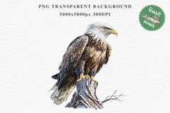 American Eagle Birds Clipart Savanna PNG Forest Animals Art Scrapbooking Image Watercolor Transparent Print invitation t-shirt designs sublimation printable  watercolor cute American Eagle, Safari birds bird clipart, sublimation nursery drawing Savanna