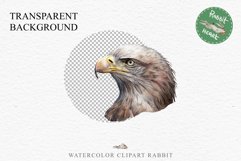 American Eagle Birds Clipart Savanna PNG Forest Animals Art Scrapbooking Image Watercolor Transparent Print invitation t-shirt designs sublimation printable  watercolor cute American Eagle, Safari birds bird clipart, sublimation nursery drawing Savanna