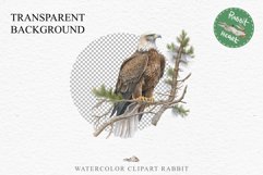 American Eagle Birds Clipart Savanna PNG Forest Animals Art Scrapbooking Image Watercolor Transparent Print invitation t-shirt designs sublimation printable  watercolor cute American Eagle, Safari birds bird clipart, sublimation nursery drawing Savanna