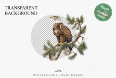 American Eagle Birds Clipart Savanna PNG Forest Animals Art Scrapbooking Image Watercolor Transparent Print invitation t-shirt designs sublimation printable  watercolor cute American Eagle, Safari birds bird clipart, sublimation nursery drawing Savanna