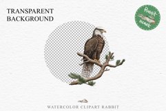 American Eagle Birds Clipart Savanna PNG Forest Animals Art Scrapbooking Image Watercolor Transparent Print invitation t-shirt designs sublimation printable  watercolor cute American Eagle, Safari birds bird clipart, sublimation nursery drawing Savanna