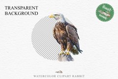 American Eagle Birds Clipart Savanna PNG Forest Animals Art Scrapbooking Image Watercolor Transparent Print invitation t-shirt designs sublimation printable  watercolor cute American Eagle, Safari birds bird clipart, sublimation nursery drawing Savanna