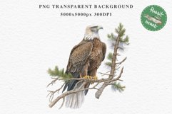 American Eagle Birds Clipart Savanna PNG Forest Animals Art Scrapbooking Image Watercolor Transparent Print invitation t-shirt designs sublimation printable  watercolor cute American Eagle, Safari birds bird clipart, sublimation nursery drawing Savanna