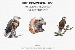 watercolor cute American Eagle, Safari birds bird clipart, sublimation nursery drawing Savanna American Eagle Birds Clipart Savanna PNG Nursery Art Scrapbooking Image Watercolor Transparent Print invitation t-shirt designs sublimation printable digital