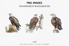 watercolor cute American Eagle, Safari birds bird clipart, sublimation nursery drawing Savanna American Eagle Birds Clipart Savanna PNG Nursery Art Scrapbooking Image Watercolor Transparent Print invitation t-shirt designs sublimation printable digital