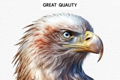 watercolor cute American Eagle, Safari birds bird clipart, sublimation nursery drawing Savanna American Eagle Birds Clipart Savanna PNG Nursery Art Scrapbooking Image Watercolor Transparent Print invitation t-shirt designs sublimation printable digital