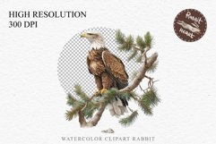 watercolor cute American Eagle, Safari birds bird clipart, sublimation nursery drawing Savanna American Eagle Birds Clipart Savanna PNG Nursery Art Scrapbooking Image Watercolor Transparent Print invitation t-shirt designs sublimation printable digital