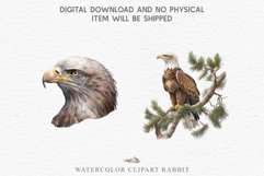 watercolor cute American Eagle, Safari birds bird clipart, sublimation nursery drawing Savanna American Eagle Birds Clipart Savanna PNG Nursery Art Scrapbooking Image Watercolor Transparent Print invitation t-shirt designs sublimation printable digital
