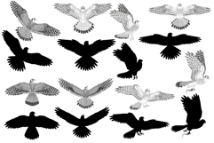 American kestrel falcon silhouette and black-white Product Image 1