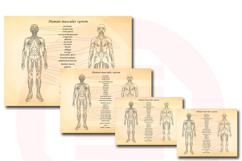Printable Human anatomy art medicine school Wall decor print Product Image 6
