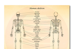 Printable Human anatomy art medicine school Wall decor print Product Image 2
