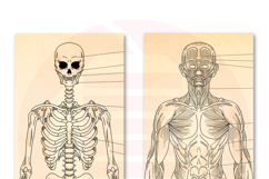 Printable Human anatomy art medicine school Wall decor print Product Image 3