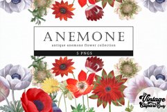 Anemone Vintage Floral Botanical Clip Art Product Image 1