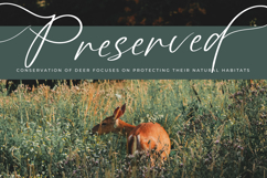 Angelin Noonday - Stylish Handwritten Font Product Image 2