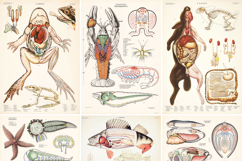 Animal Anatomy Vintage Restored Image Bundle Product Image 2