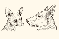 Hand Drawn Portraits of Animals Product Image 3