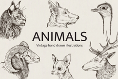 Hand Drawn Portraits of Animals Product Image 1