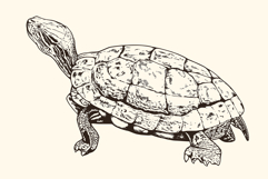 Hand Drawn Animals Product Image 6