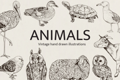 Hand Drawn Animals Product Image 1