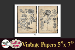 Vintage Botanical Engravings Letter-size Journal Papers Kit Product Image 3