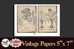 Vintage Botanical Engravings Letter-size Journal Papers Kit Product Image 4