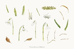 Snowdrop Watercolor Clipart PNG - Botanical Spring Flowers Product Image 2