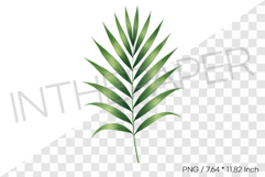 Areca Palm Leaf Tropical Summer Clipart Watercolor Illust Product Image 1