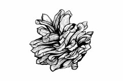 Pine cone SVG | Pine cone clipart | Cone SVG | Christmas SVG Product Image 1