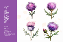Watercolor thistle flower Clip Art Sublimation png Product Image 1