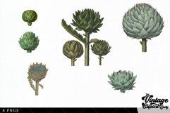 Artichoke Vintage Vegetable Botanical Clip Art Product Image 3