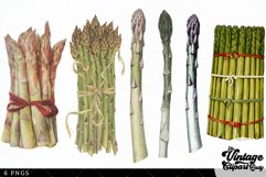 Asparagas Vintage Vegetable Botanical Clip Art Product Image 3