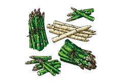 asparagus green white food set sketch hand drawn vector Product Image 1