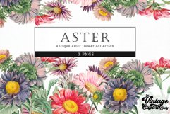 Aster Vintage Floral Botanical Clip Art Product Image 1