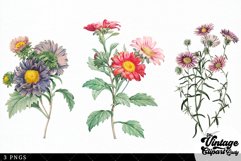Aster Vintage Floral Botanical Clip Art Product Image 3