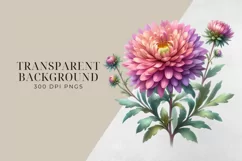 Birth Month Flowers Clipart, September Aster PNG. Product Image 2