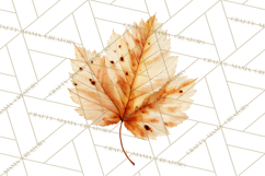 Autumn Leaves Clipart, Fall Foliage Clip Art, PNG Product Image 4