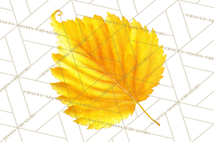 Autumn Leaves Clipart, Fall Foliage Clip Art, PNG Product Image 5