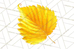 Autumn Leaves Clipart, Fall Foliage Clip Art, PNG Product Image 5