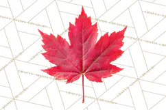 Autumn Leaves Clipart, Fall Foliage Clip Art, PNG Product Image 2