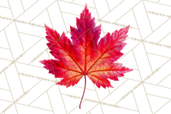 Autumn Leaves Clipart, Fall Foliage Clip Art, PNG Product Image 3