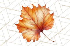 Autumn Leaves Clipart, Fall Foliage Clip Art, PNG Product Image 4